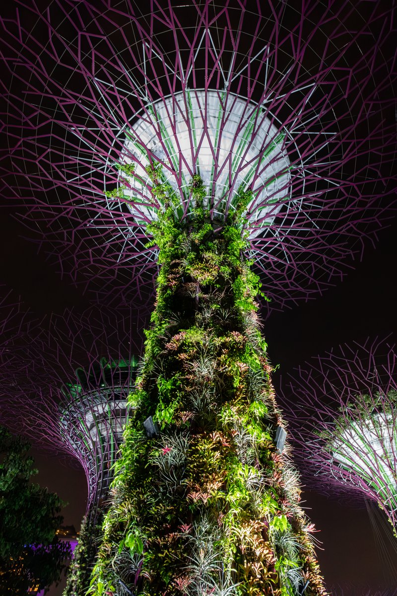 Supertree Grove & Garden Rhapsody